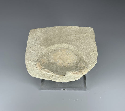 Crab Fossil | 2.5 inches