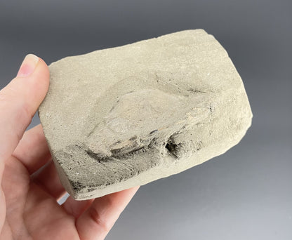 Crab Fossil | 2.52 inches