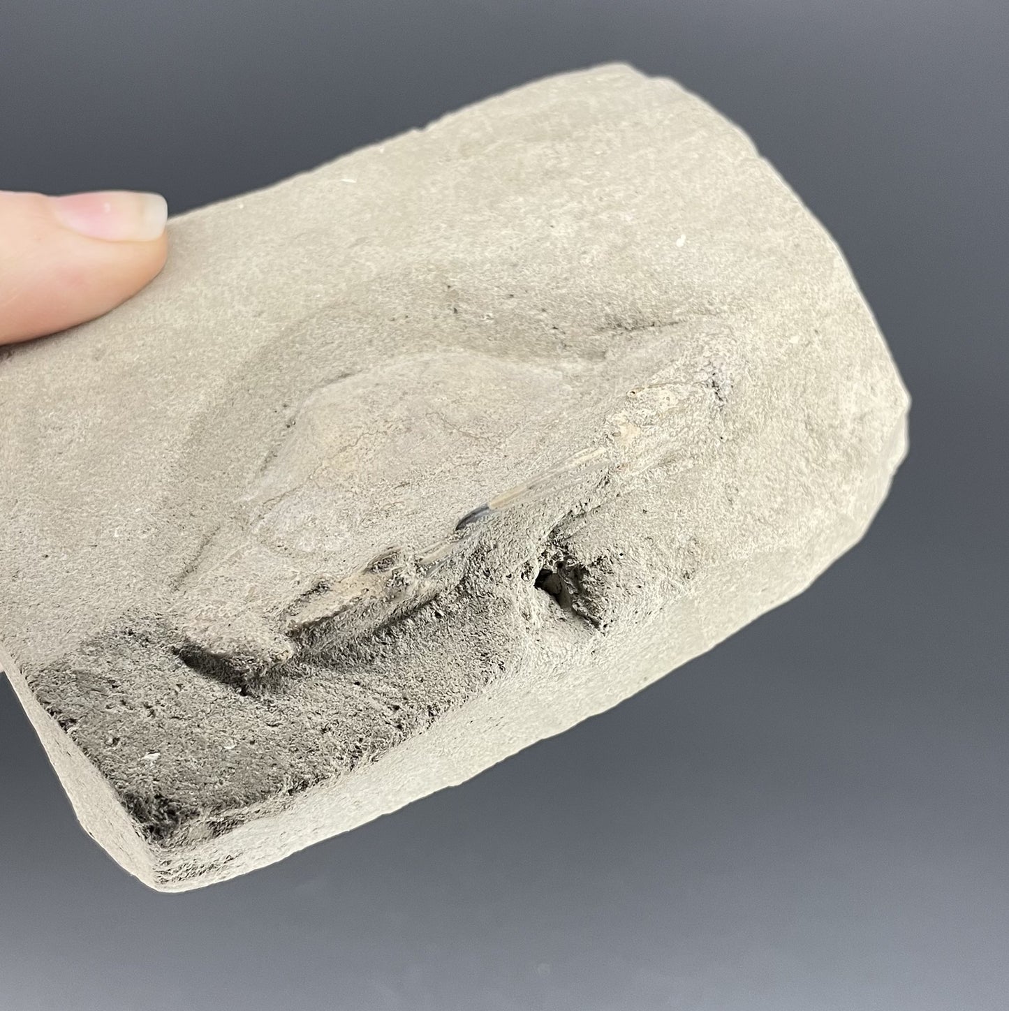 Crab Fossil | 2.52 inches