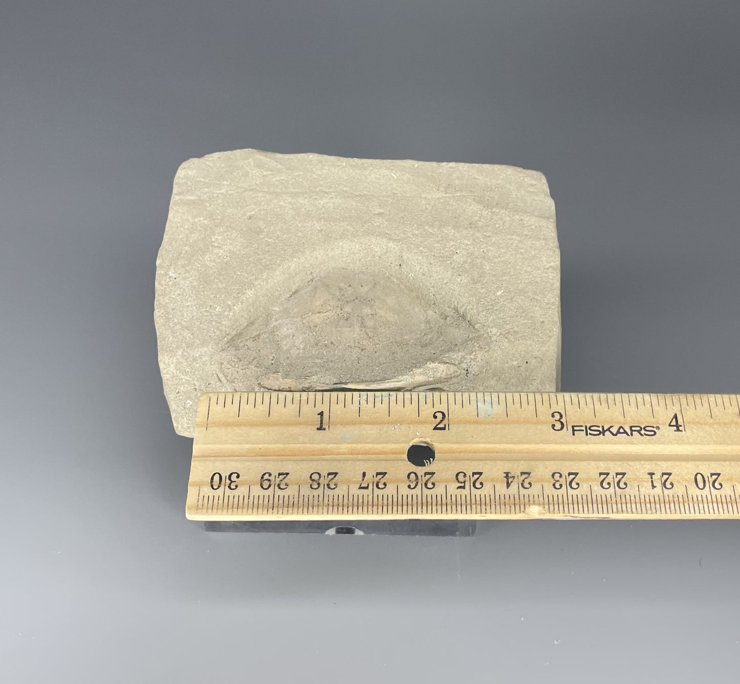 Crab Fossil | 2.52 inches