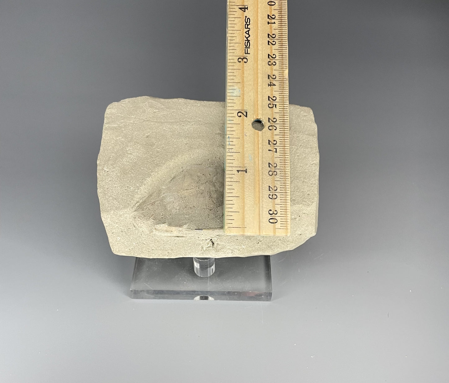 Crab Fossil | 2.52 inches