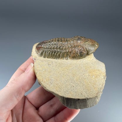 Trilobite | 7 centimeters 10 ounces