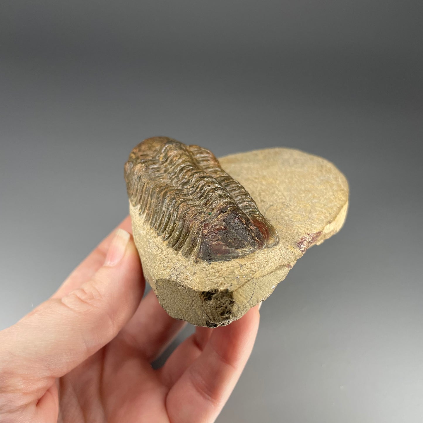 Trilobite | 7 centimeters 10 ounces