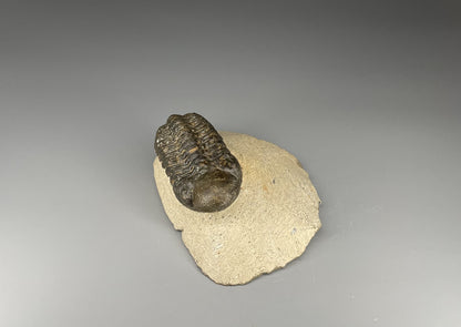 Trilobite | 6 centimeters 9 ounces