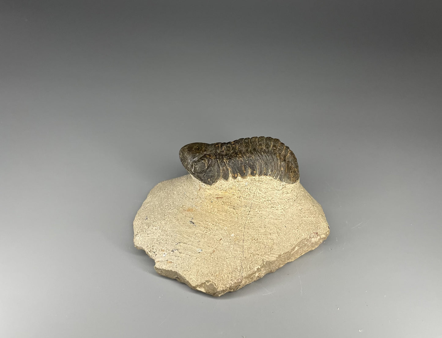 Trilobite | 6 centimeters 9 ounces