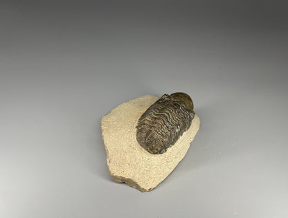 Trilobite | 6 centimeters 9 ounces