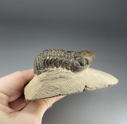 Trilobite | 6 centimeters 9 ounces