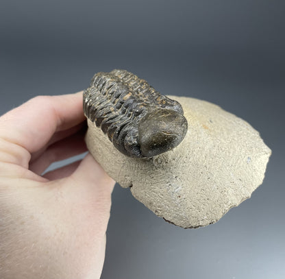 Trilobite | 6 centimeters 9 ounces