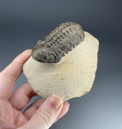 Trilobite | 6 centimeters 9 ounces