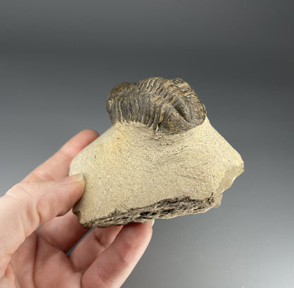 Trilobite | 6 centimeters 9 ounces