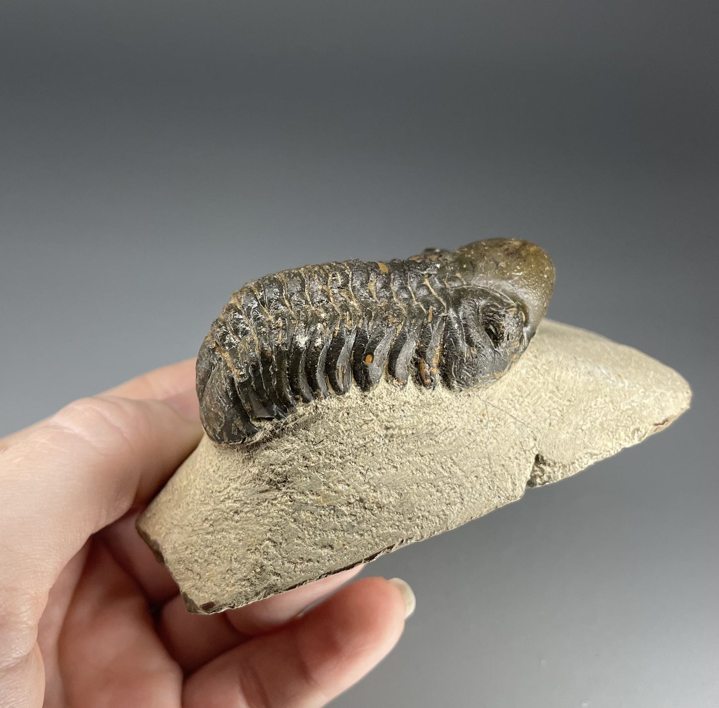 Trilobite | 6 centimeters 9 ounces