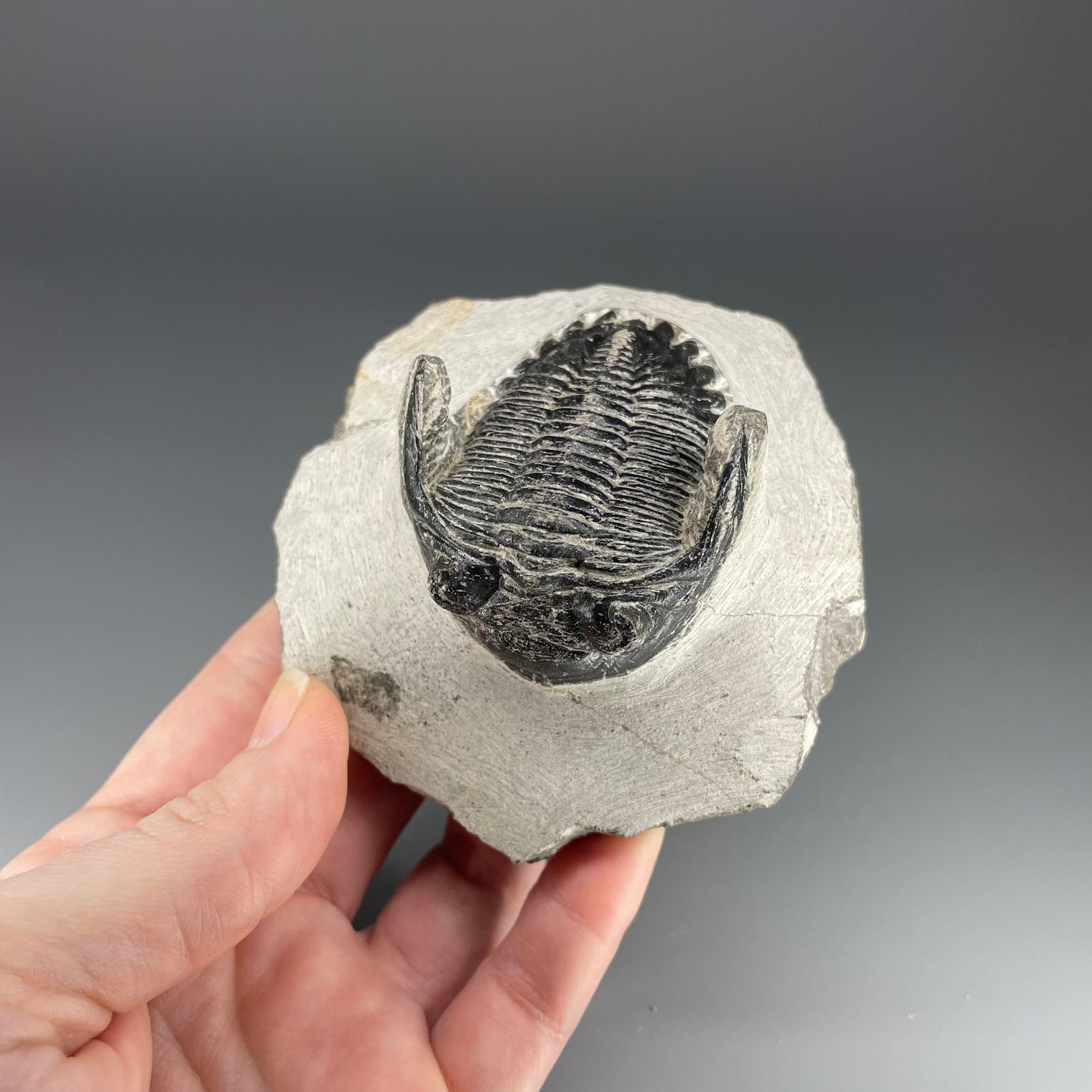 Trilobite | 5 centimeters 10 ounces