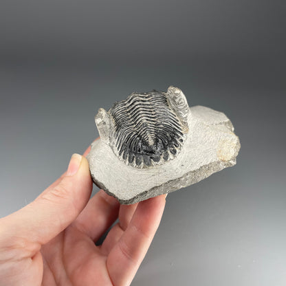 Trilobite | 5 centimeters 10 ounces