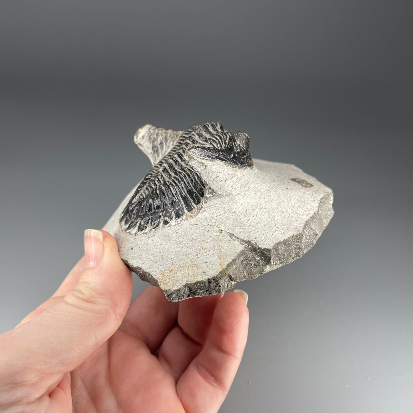 Trilobite | 5 centimeters 10 ounces