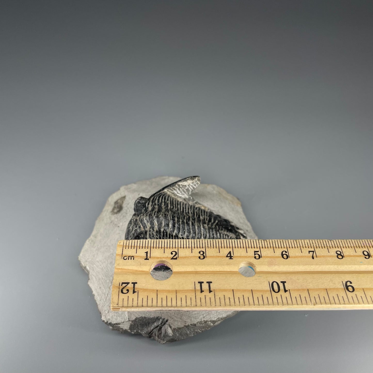 Trilobite | 5 centimeters 10 ounces