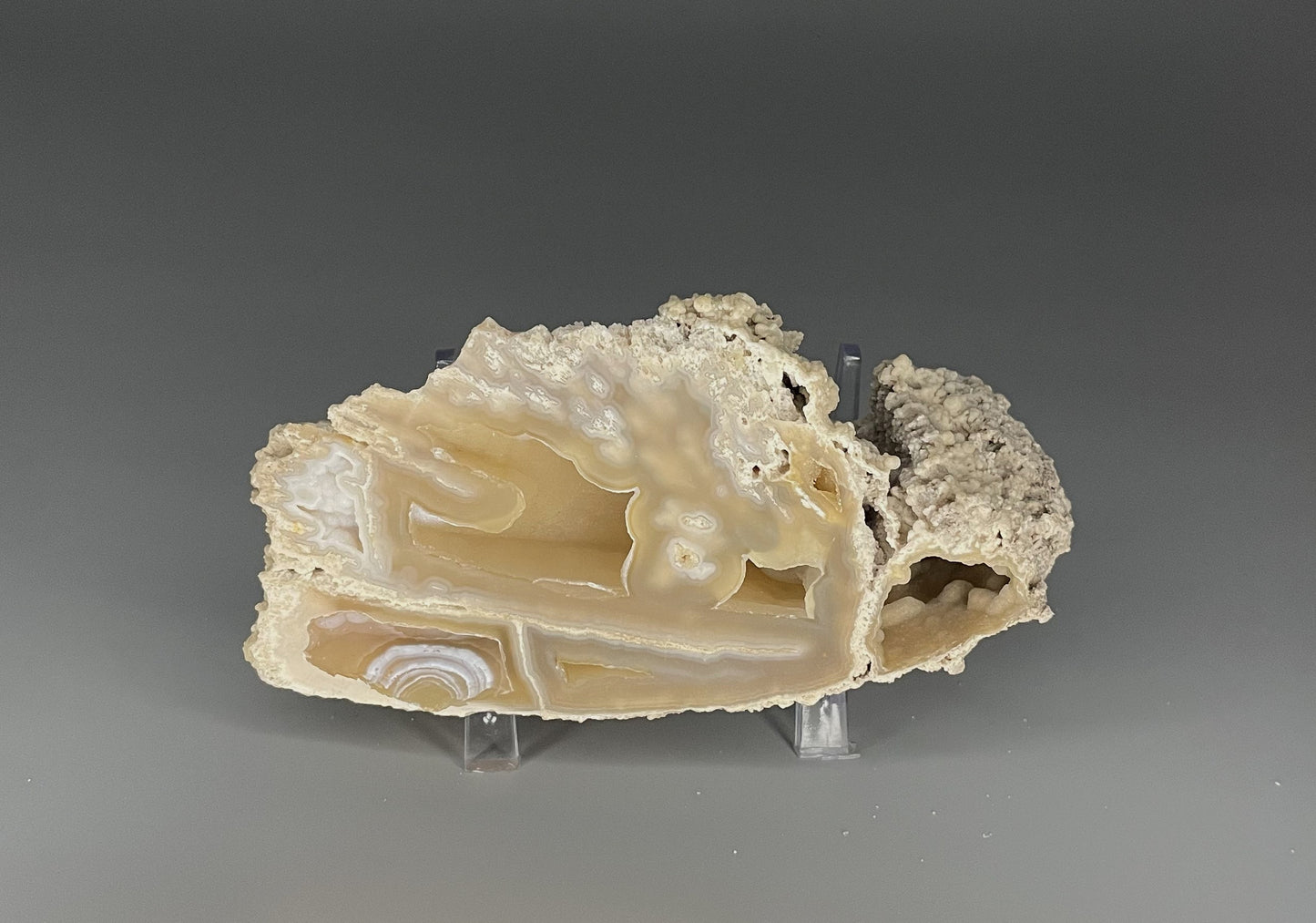 Agatized Coral Pair | 2.5 inches