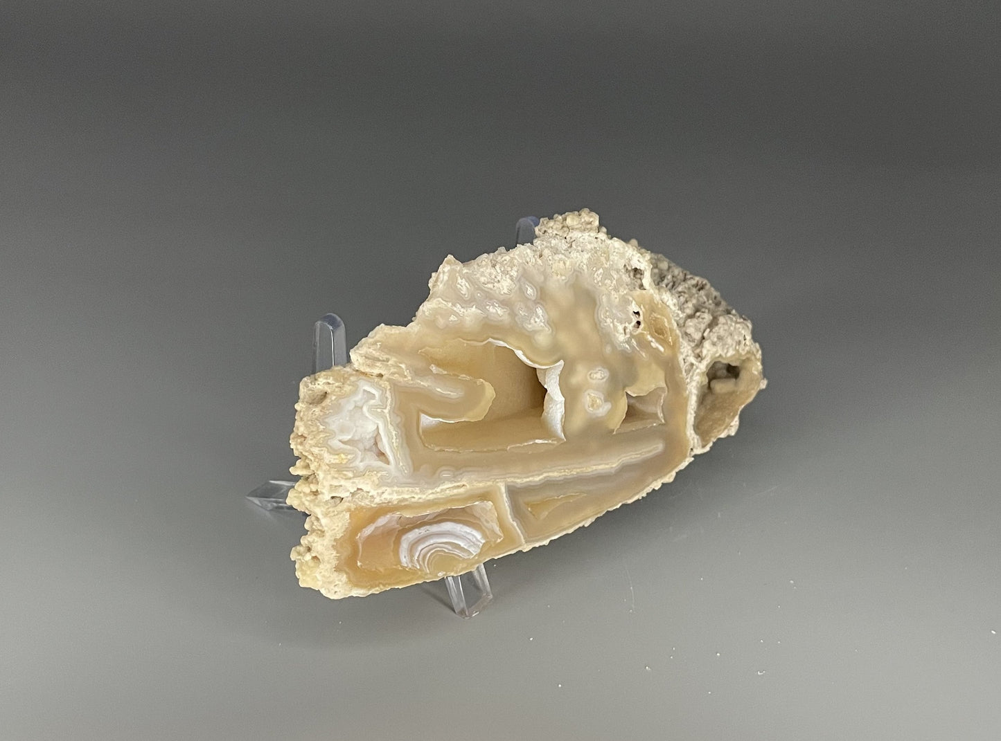 Agatized Coral Pair | 2.5 inches