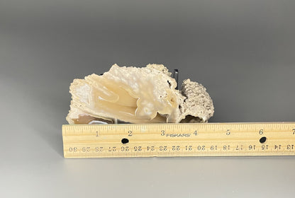 Agatized Coral Pair | 2.5 inches