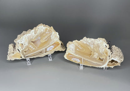 Agatized Coral Pair | 2.5 inches