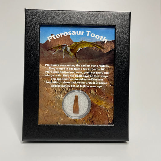 Authentic Pterosaur tooth fossil displayed in a collector’s box, highlighting its natural texture and prehistoric charm.