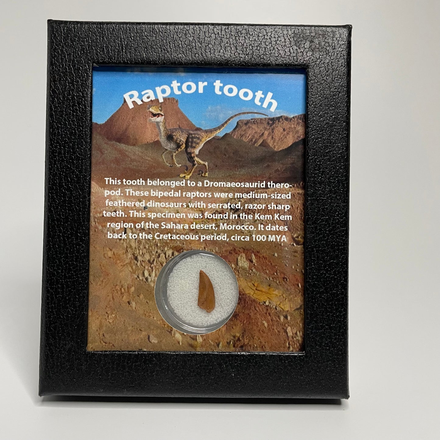 Authentic Raptor tooth fossil displayed in a collector’s box, highlighting its sharp edges and rich fossilized details.