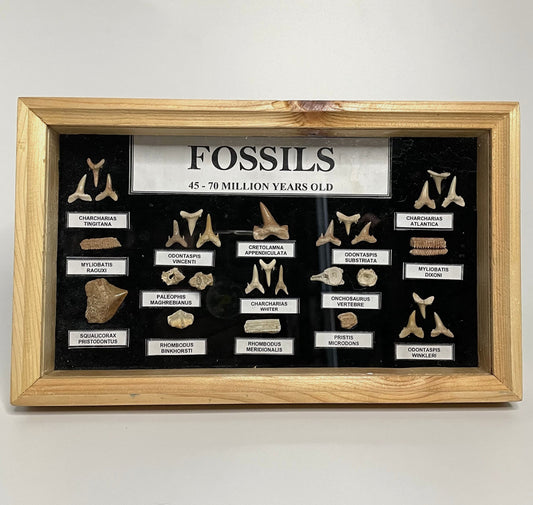 A fossil box containing a variety of authentic shark teeth, vertebrae, jawbones, and other marine fossils, neatly displayed for collectors and enthusiasts.