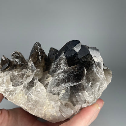 A large 39-ounce Smoky Quartz Cluster with dark hues and a mix of large and small crystal formations.