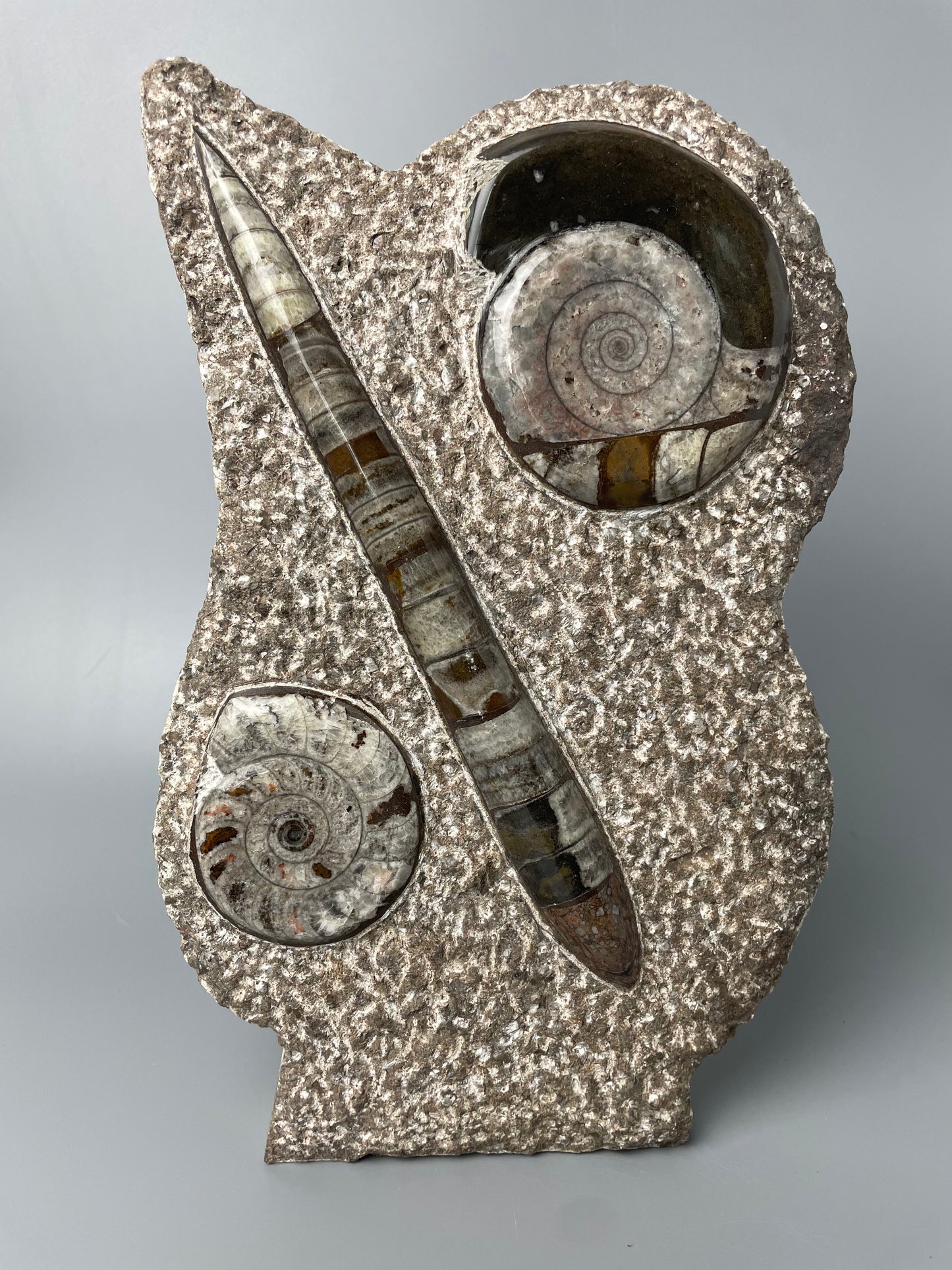 Polished Ammonite and Orthoceras Fossil Plate | 11 inches