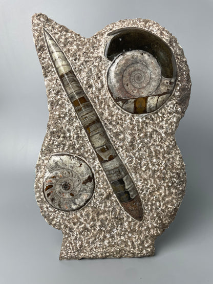 Polished Ammonite and Orthoceras Fossil Plate | 11 inches