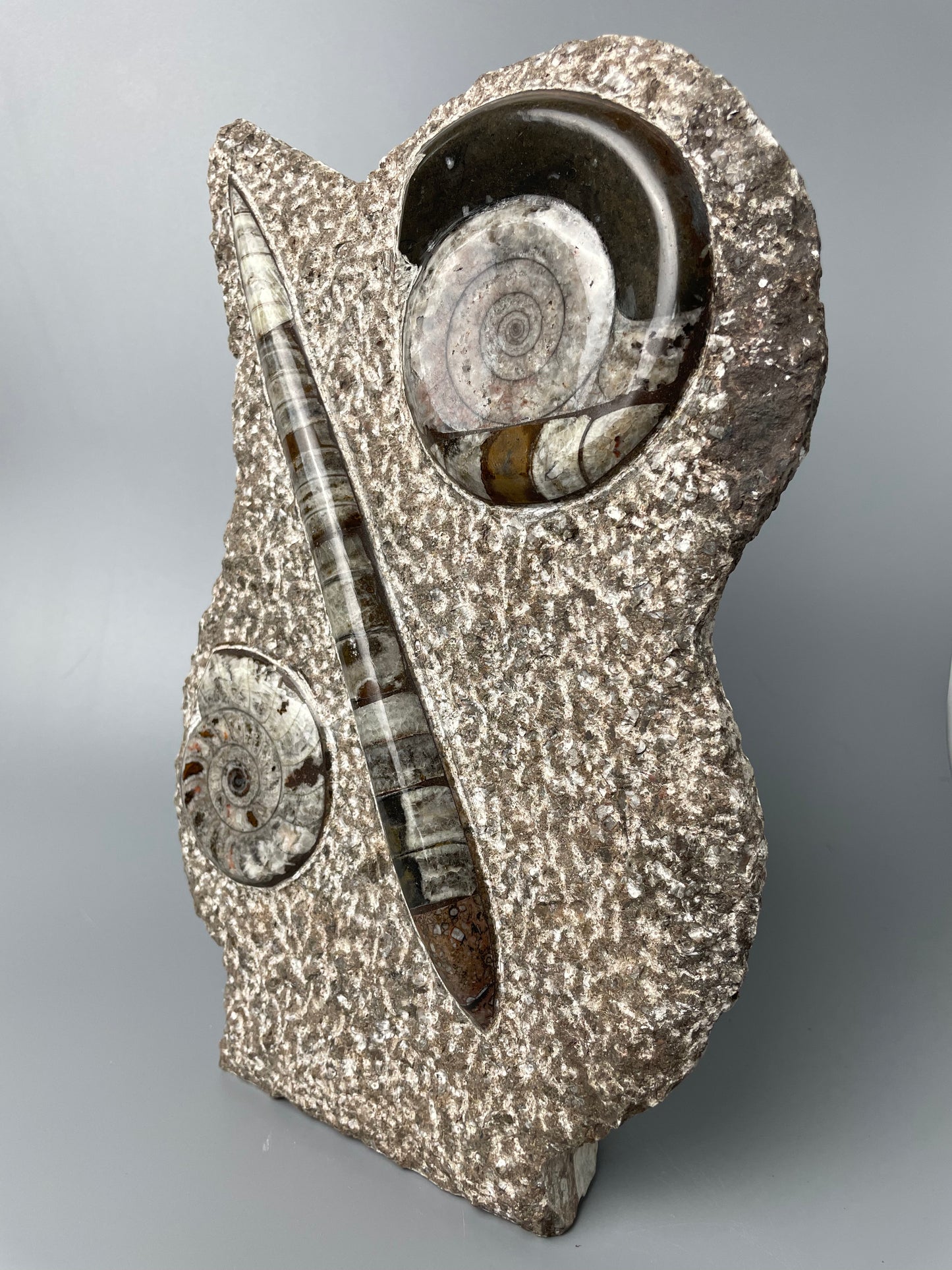 Polished Ammonite and Orthoceras Fossil Plate | 11 inches
