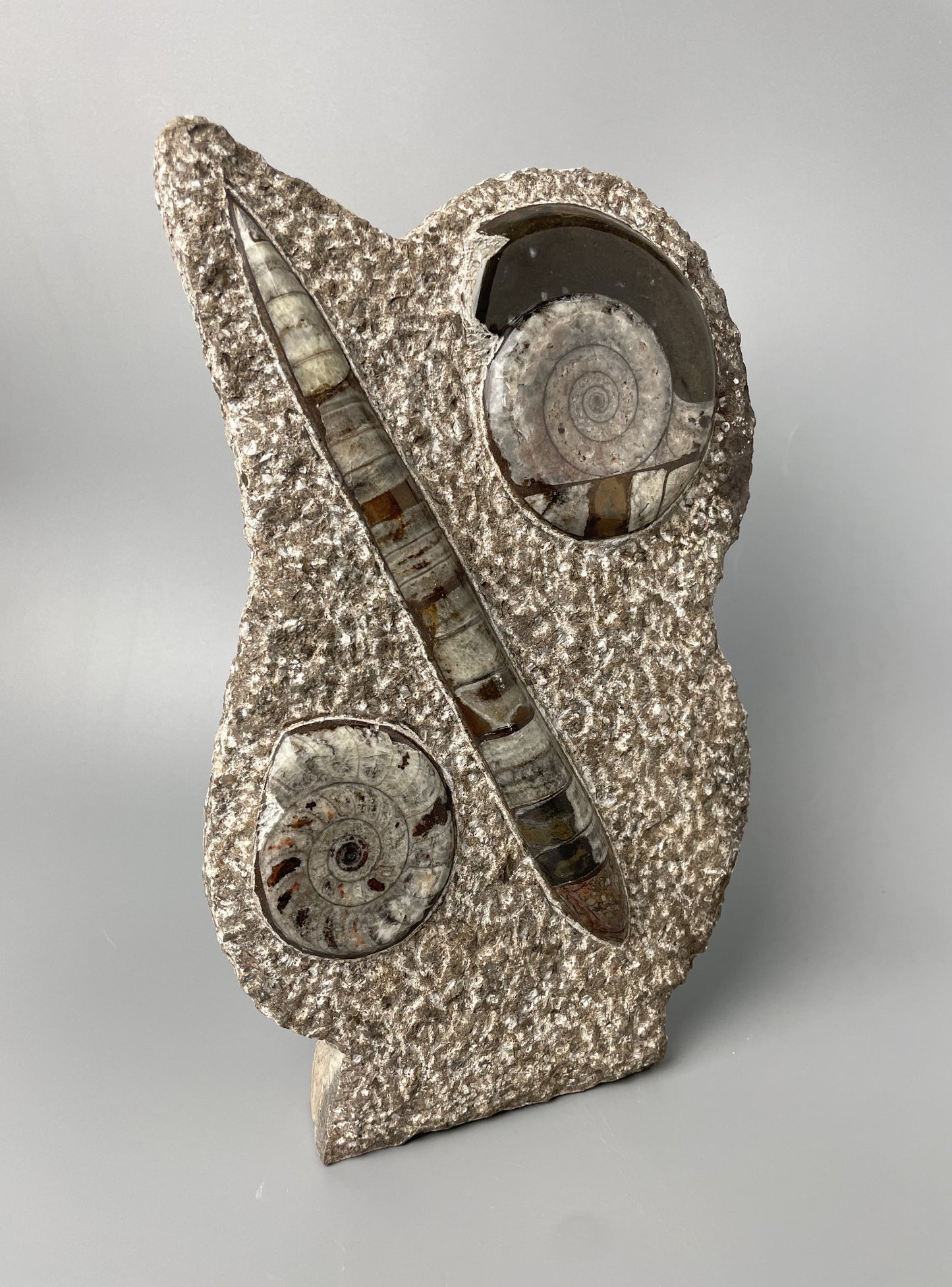 Polished Ammonite and Orthoceras Fossil Plate | 11 inches