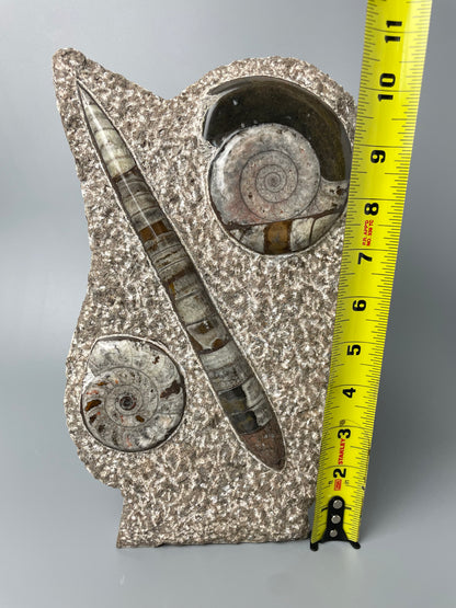 Polished Ammonite and Orthoceras Fossil Plate | 11 inches