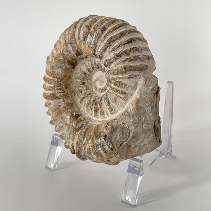 A close-up image of a 35.8-ounce Agadir Ammonite, showcasing its intricate patterns and smooth surface.