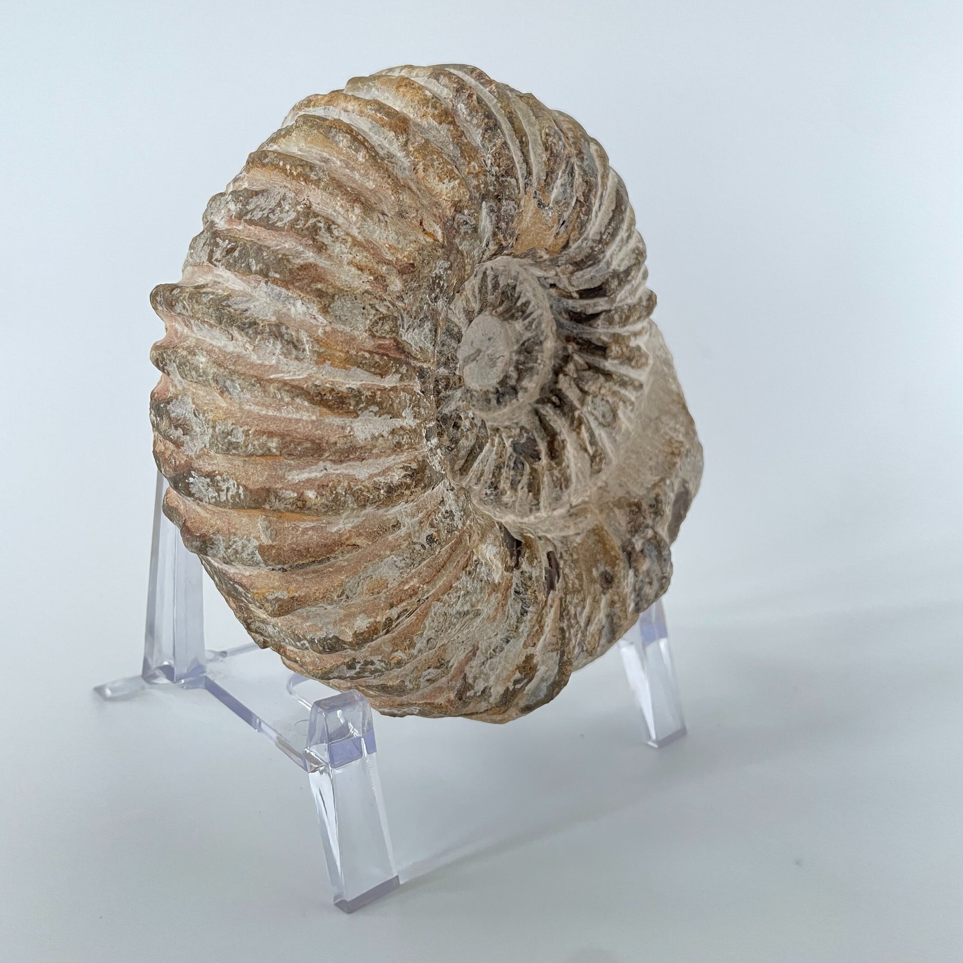 A close-up image of a 35.8-ounce Agadir Ammonite, showcasing its intricate patterns and smooth surface.