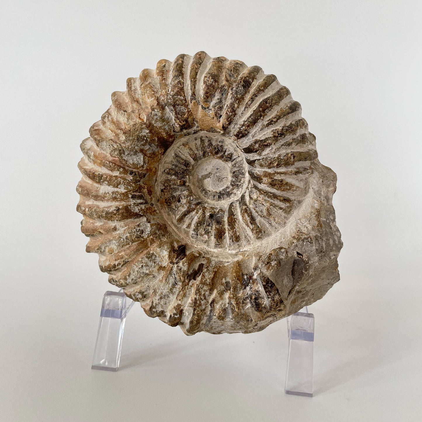 A close-up image of a 35.8-ounce Agadir Ammonite, showcasing its intricate patterns and smooth surface.