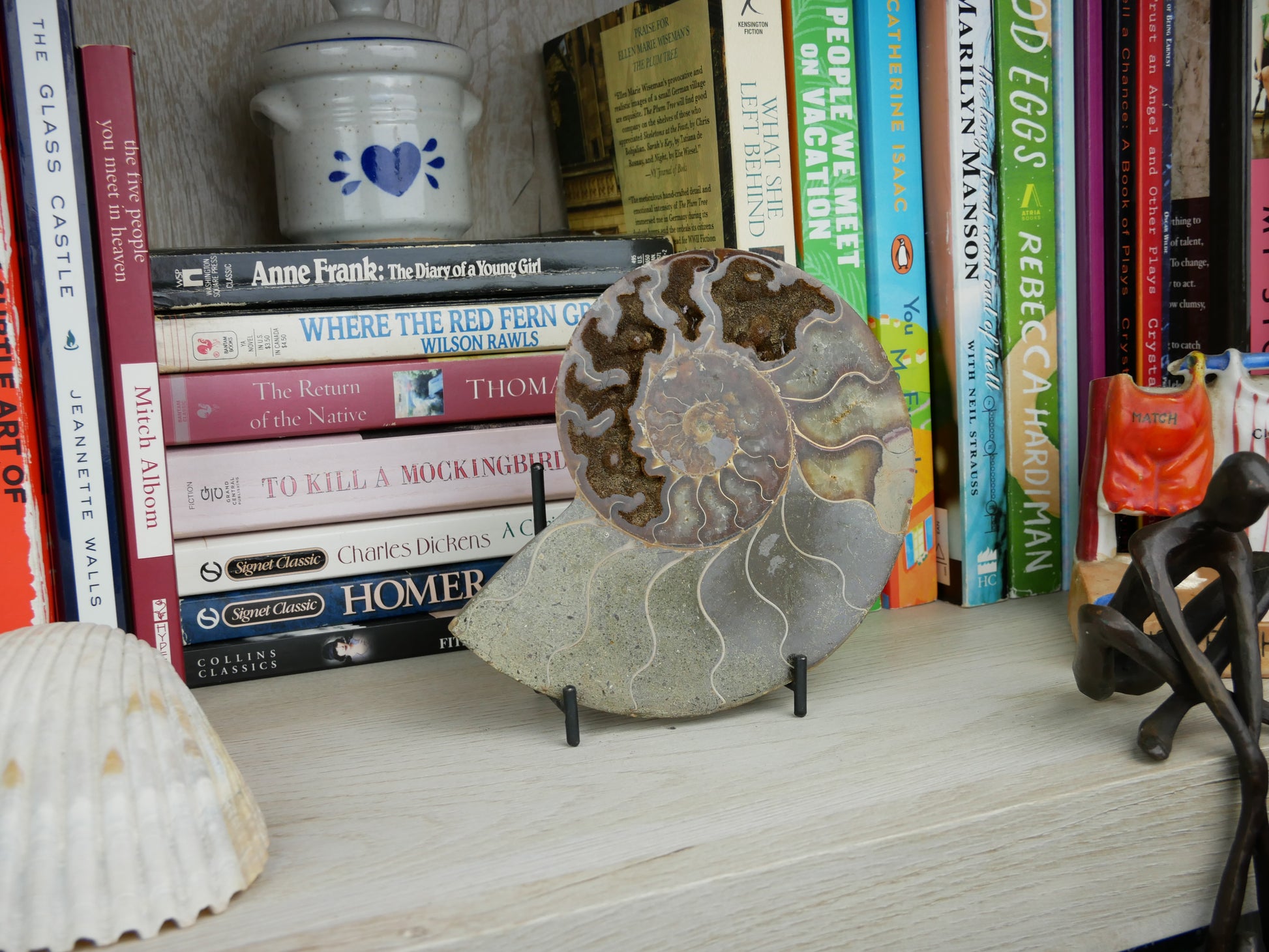 Cross-section view of a 4.5-inch tall polished ammonite fossil half