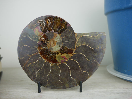 Detailed cross-sectional view of a polished ammonite fossil shell