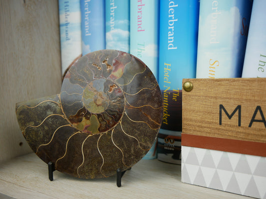 Detailed cross-sectional view of a 5.25-inch tall polished ammonite fossil shelf.