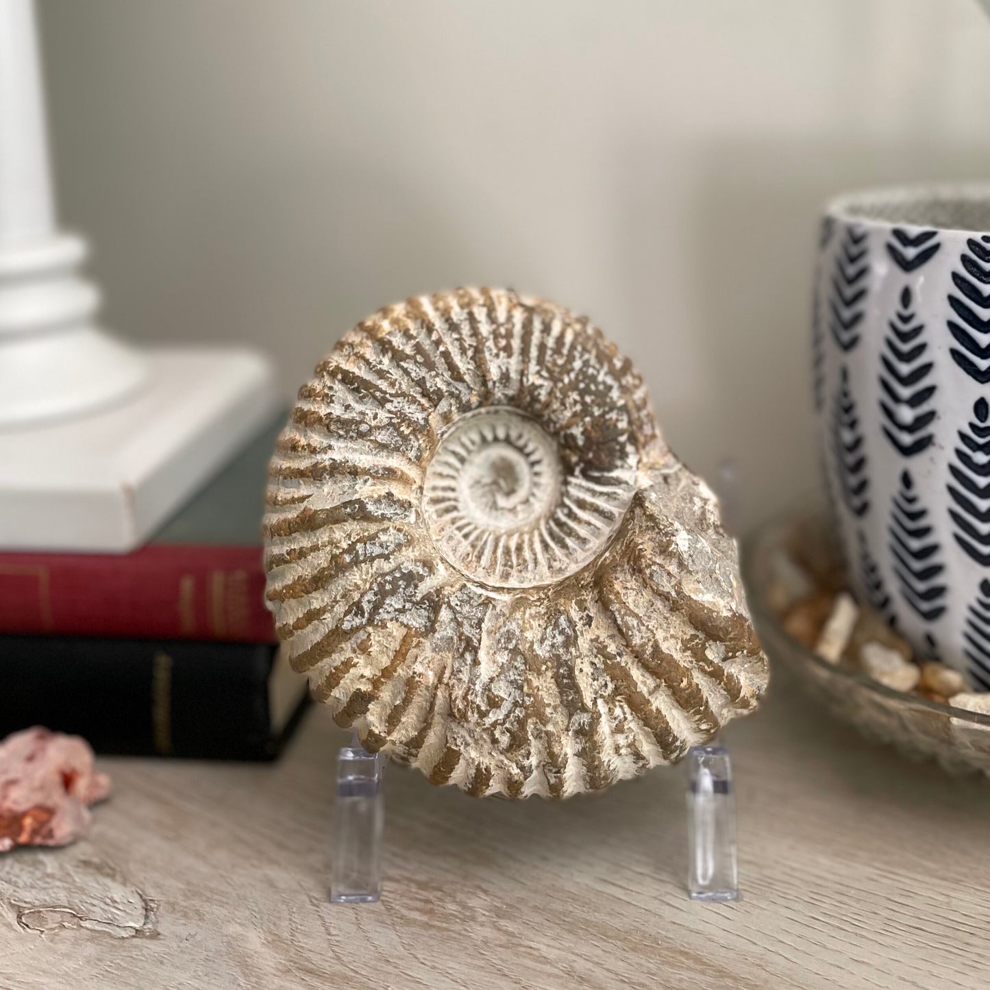 A stunning Agadir Ammonite from Morocco, weighing 34.9 ounces. The fossilized shell showcases intricate patterns and textures, evoking the ancient seas where it once resided. Its rich earth tones and spiral shape make it a captivating addition to any collection.