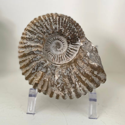 A stunning Agadir Ammonite from Morocco, weighing 34.9 ounces. The fossilized shell showcases intricate patterns and textures, evoking the ancient seas where it once resided. Its rich earth tones and spiral shape make it a captivating addition to any collection