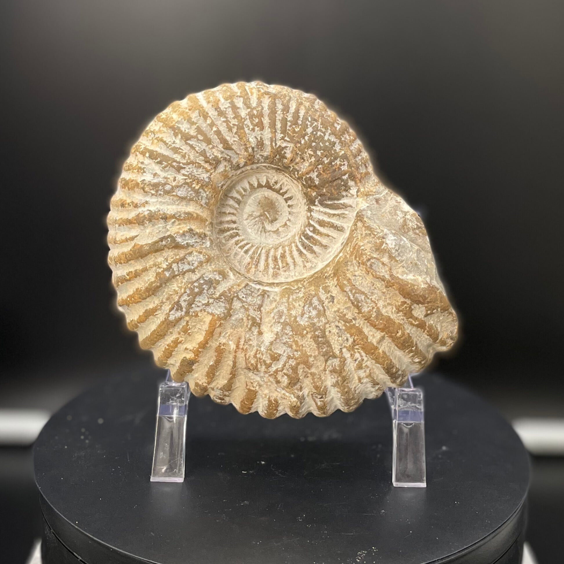 A stunning Agadir Ammonite from Morocco, weighing 34.9 ounces. The fossilized shell showcases intricate patterns and textures, evoking the ancient seas where it once resided. Its rich earth tones and spiral shape make it a captivating addition to any collection.