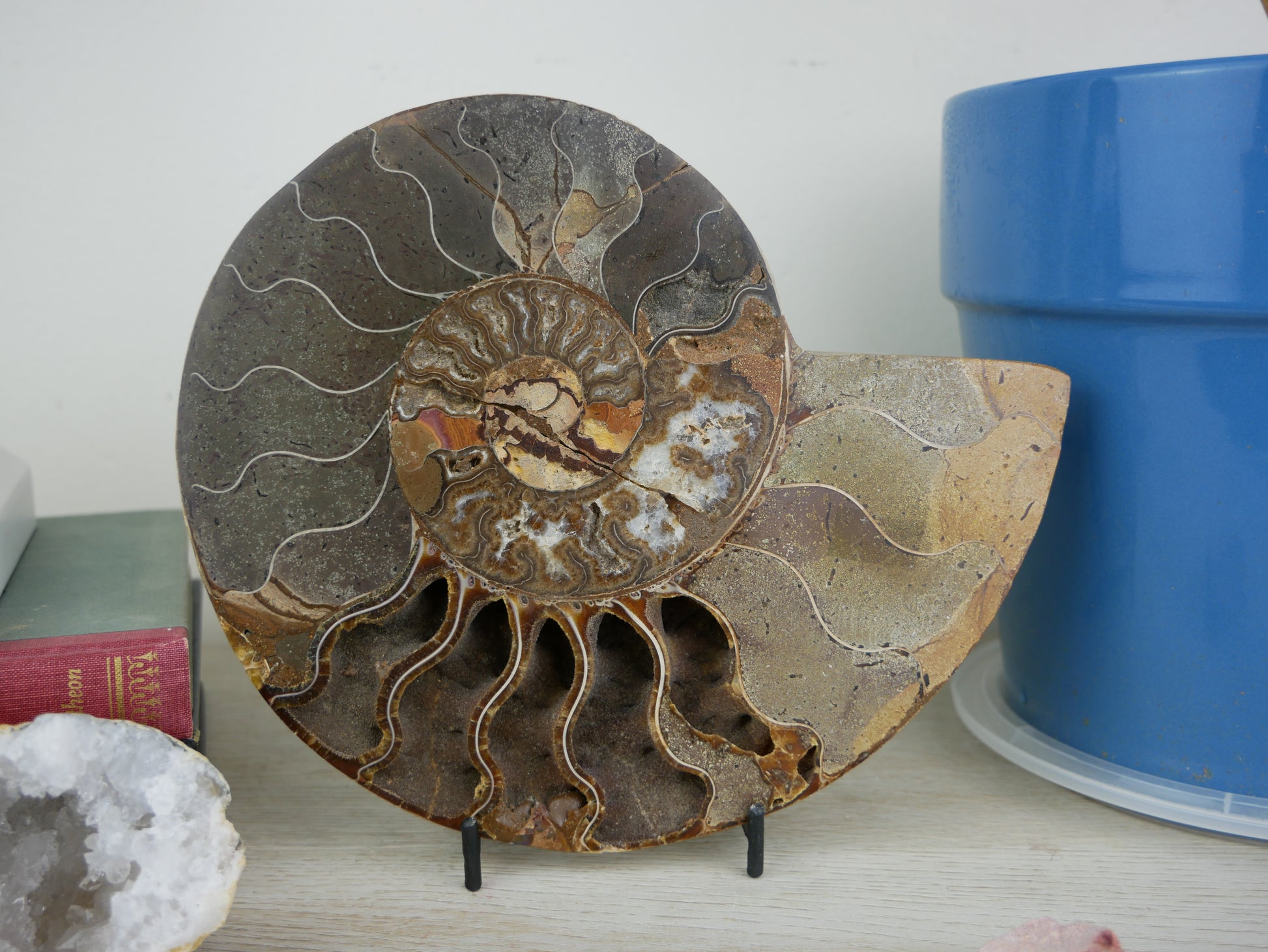 A 7.5-inch tall cross-section view of a polished ammonite fossil half, displaying intricate spiral patterns and fossilized chambers.