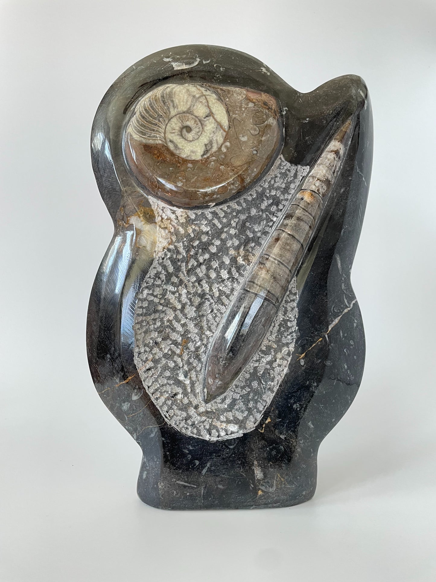 An 11-inch tall polished Ammonite and Orthoceras fossil plate showcasing one ammonite fossil and one Orthoceras fossil on a white background.