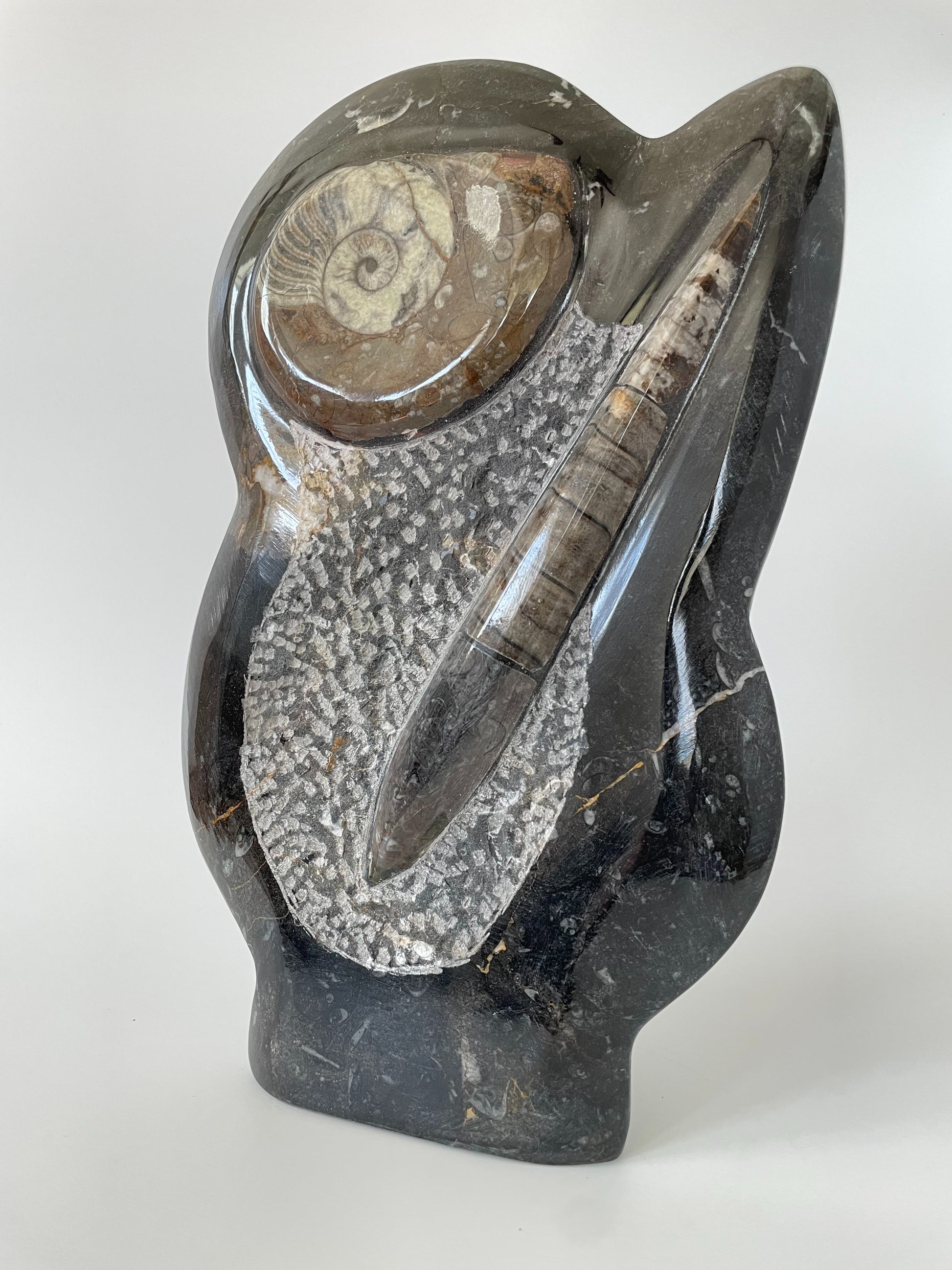 An 11-inch tall polished Ammonite and Orthoceras fossil plate showcasing one ammonite fossil and one Orthoceras fossil on a white background.