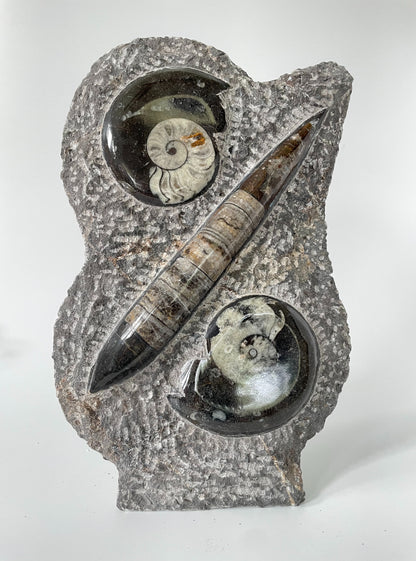 11-inch tall polished Ammonite and Orthoceras fossil plate showcasing one ammonite fossil and one Orthoceras fossil on a white background.