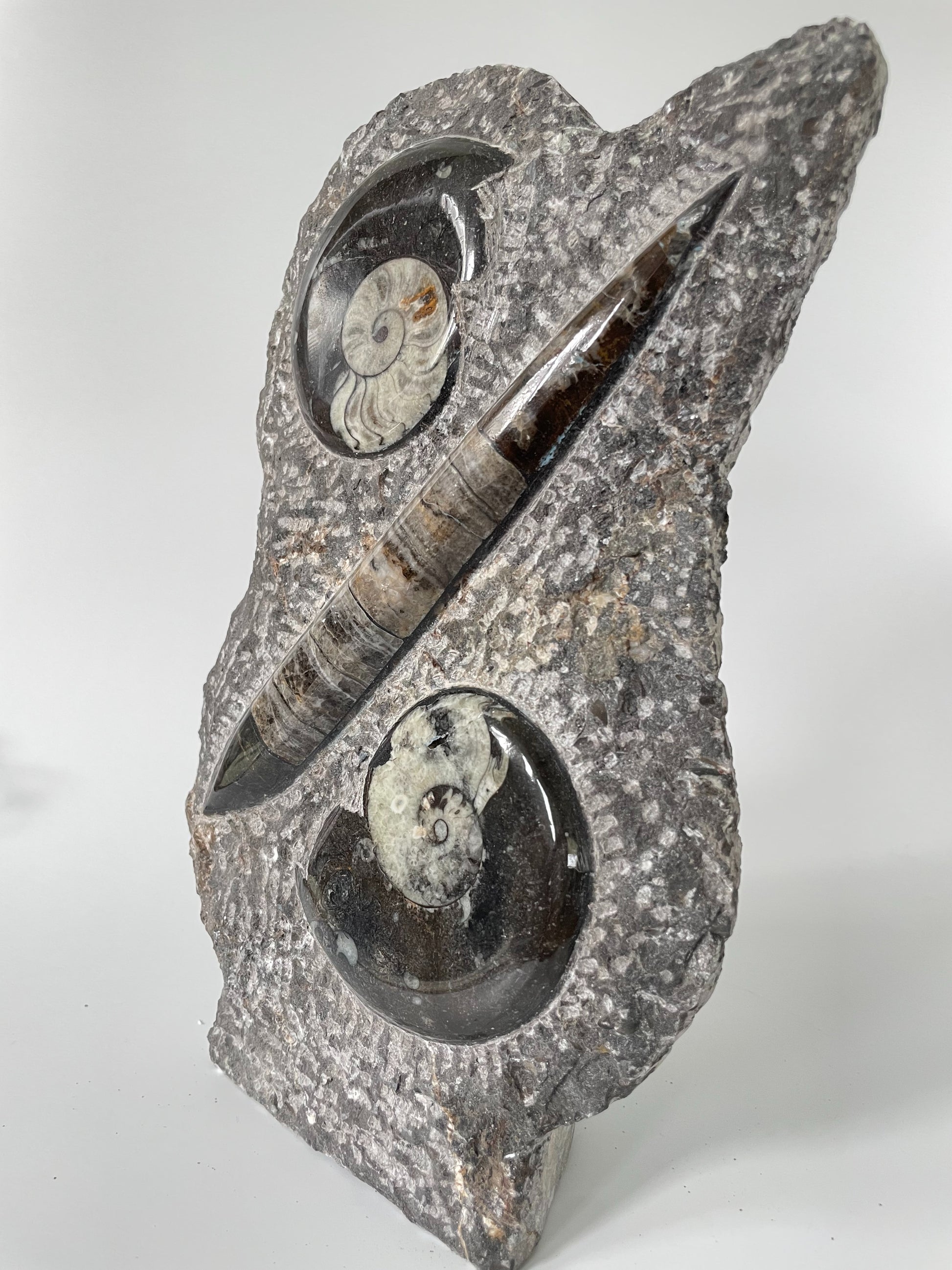 11-inch tall polished Ammonite and Orthoceras fossil plate showcasing one ammonite fossil and one Orthoceras fossil on a white background.