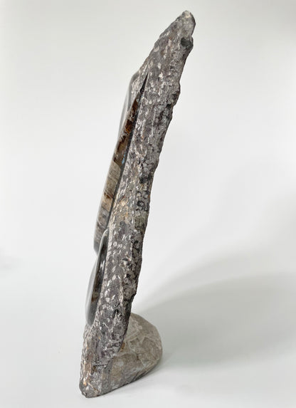 11-inch tall polished Ammonite and Orthoceras fossil plate showcasing one ammonite fossil and one Orthoceras fossil on a white background.