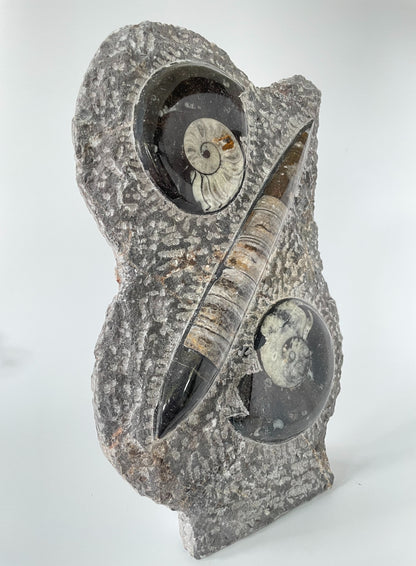 11-inch tall polished Ammonite and Orthoceras fossil plate showcasing one ammonite fossil and one Orthoceras fossil on a white background.