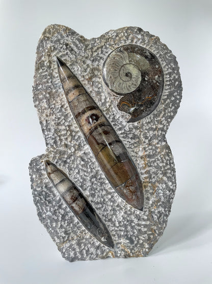 A 10.5-inch tall polished Ammonite and Orthoceras fossil plate showcasing one ammonite fossil and one Orthoceras fossil on a white background.