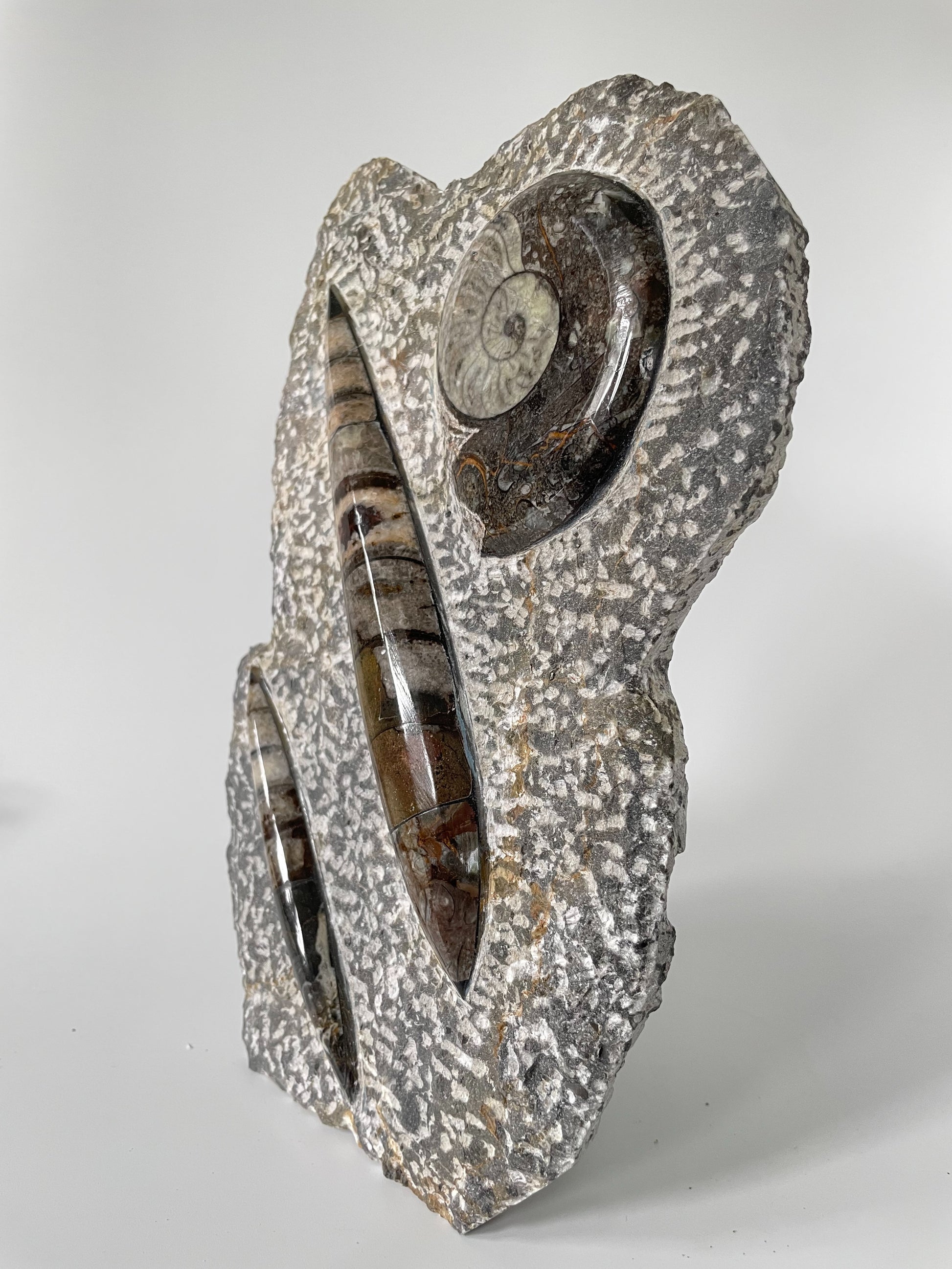 A 10.5-inch tall polished Ammonite and Orthoceras fossil plate showcasing one ammonite fossil and one Orthoceras fossil on a white background.